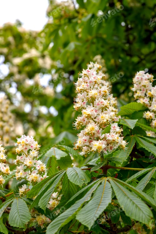 Preview: chestnut blossom