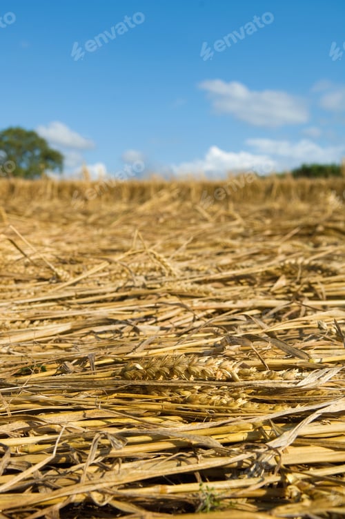 Preview: A field of cut straw and seedheads after the harvest of a ripe crop.
