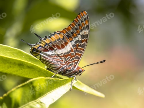 Preview: Two-tailed pasha butterfly