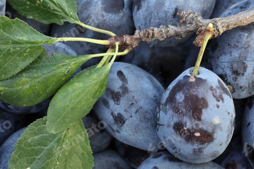 Preview: Plums - tasty and healthy plums straight from the garden