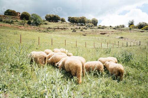 Vorschau: Eine Schafherde weidet an einem sonnigen Tag auf einem ländlichen Feld