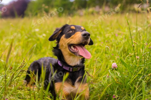 Preview: Dog sitting on a sunny spring day in a flower meadow with his mouth open and his tongue sticking