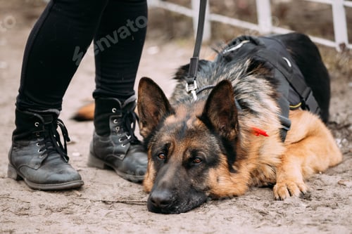 Preview: German Shepherd Dog Close Up