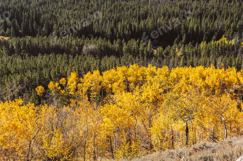 Vorschau: Aspen Grove im Herbst in den Rocky Mountains