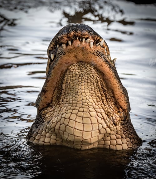 Preview: An Alligator in Florida