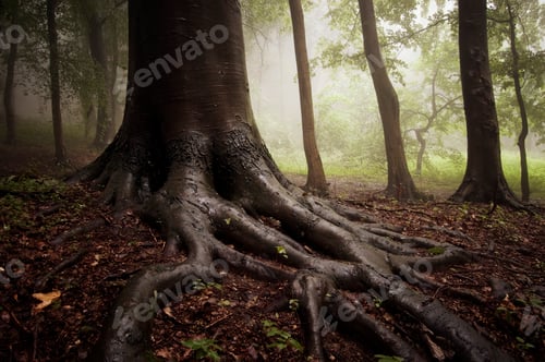 Preview: Tree with giant roots in enchanted woods