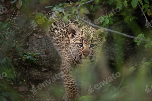 Preview: A leopard, Panthera pardus,looking through leaves.