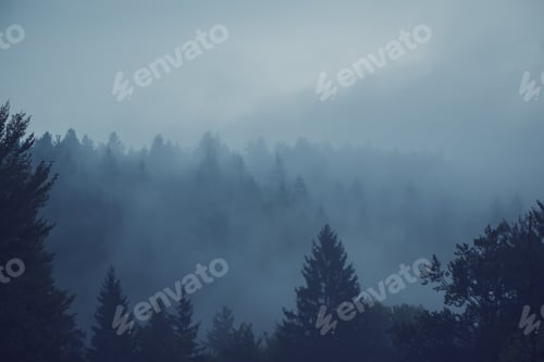 Preview: Misty forest of evergreen coniferous trees