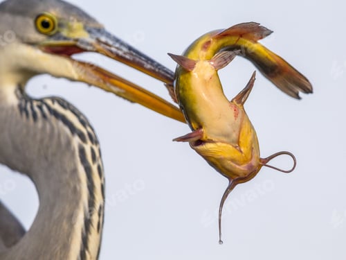 Preview: Black Bullhead fish in beak of Grey Heron