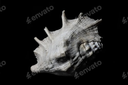Preview: Large spider conch seashell on dark background