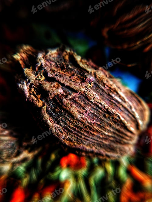 Preview: Black Cardamom