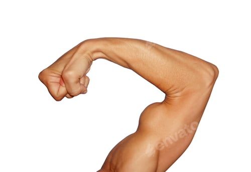 Preview: Biceps isolated