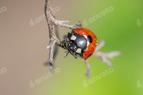 Preview: Red beetle with black spots perched on a branch