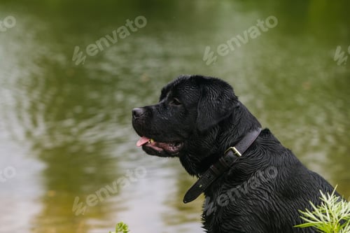 Preview: Black labrador retriever dog