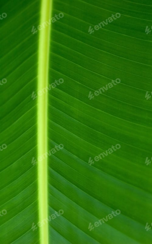 Preview: bamboo leaves close up background