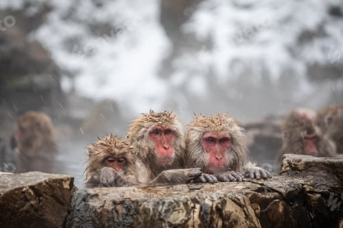 Preview: Snow monkey