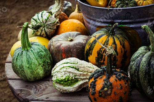 Preview: Rustic display of assorted pumpkins and gourds.