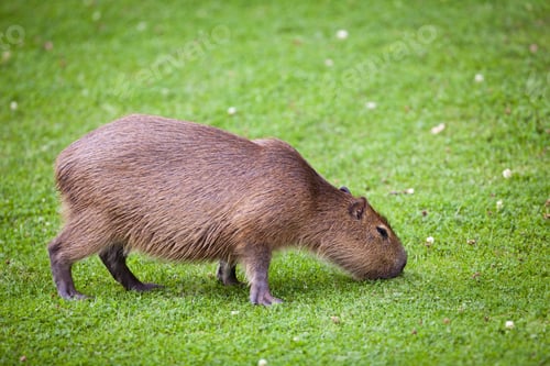 Vorschau: Capybara (Hydrochoerus hydrochaeris) weidet auf frischem grünem Gras
