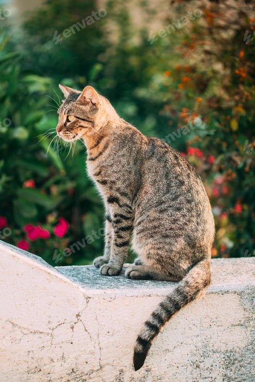 Preview: Portrait Of Homeless Gray Cat Resting Outdoor In Street