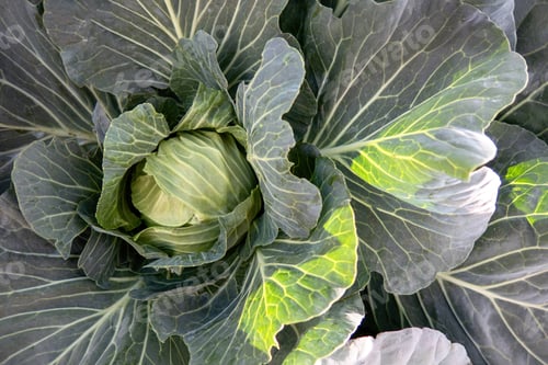 Preview: Head of fresh cabbage with a lot of leaves.