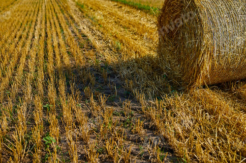 Preview: Hay, stacks bales with wheat, field after harvest with hay rolls Agriculture