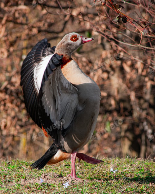 Preview: Vertical shot of a Nile goose with spread wings outdoors