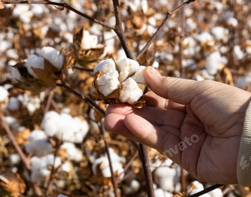 Preview: Adult male hand holding cotton ready for harvesting