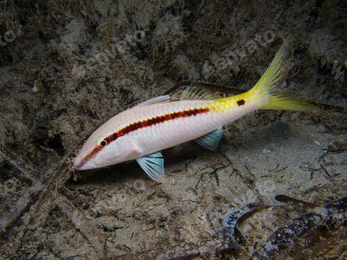 Preview: Yellow fin goat fish