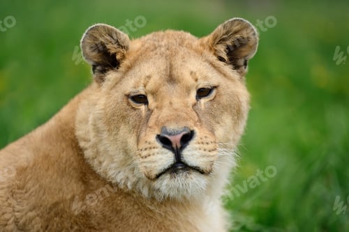 Preview: Lion in green grass