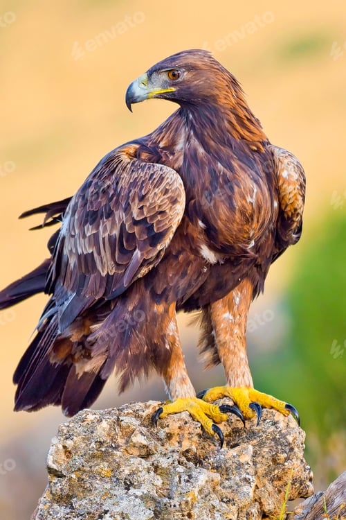 Preview: Golden Eagle, Mediterranean Forest, Spain