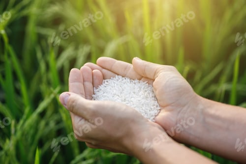Preview: Closeup of female hands with white rice harvest