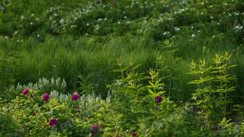 Preview: Beautiful green grass.Stock footage.Flowerbeds with pink and white blooming flowers.