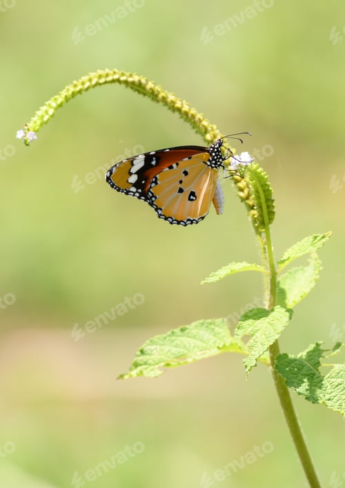 Preview: Beautiful Danaus chrysippus drinking nectar from small flowers close-up photo.