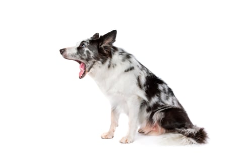 Preview: dog
