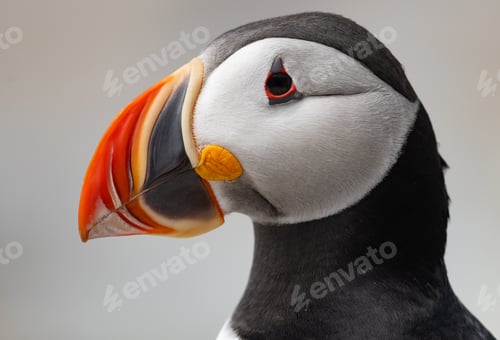 Preview: Atlantic Puffin Portrait