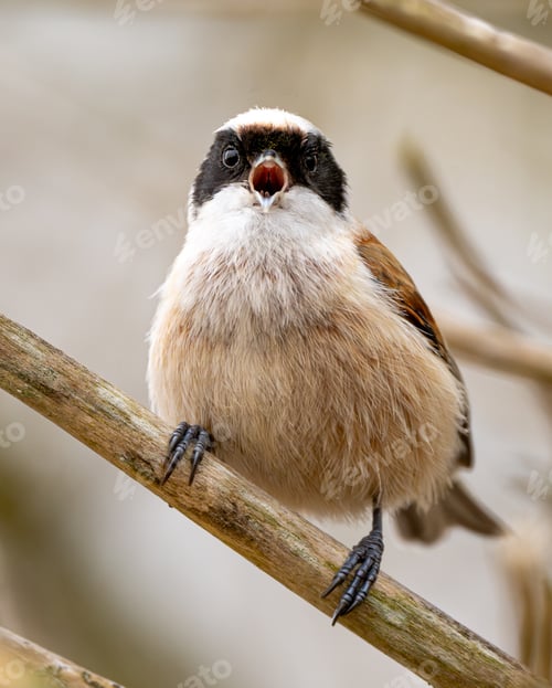Preview: Eurasian Penduline Tit Bird