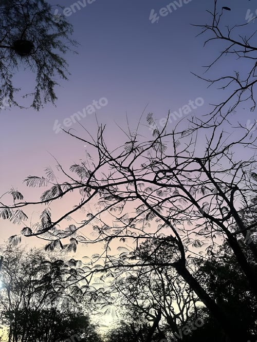 Preview: Silhouette of trees against a colorful sunset sky in Bahia, Brazil, Brazilian Caatinga