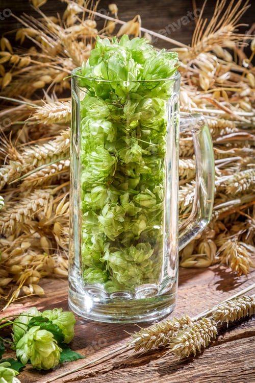Preview: Hop cones collected in a pint of beer