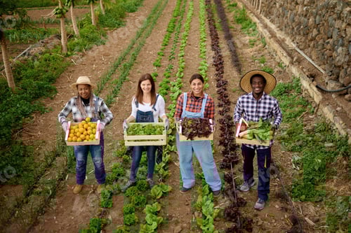 Visualização: Jardineiros multirraciais segurando uma caixa de madeira com frutas e vegetais orgânicos colhidos