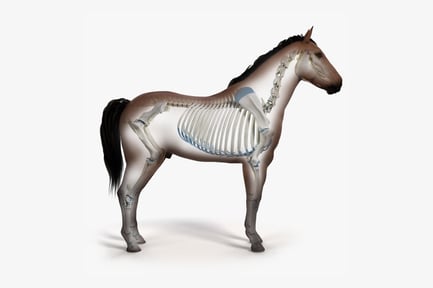 Visualização: Anatomia do cavalo: estrutura da pele e do esqueleto