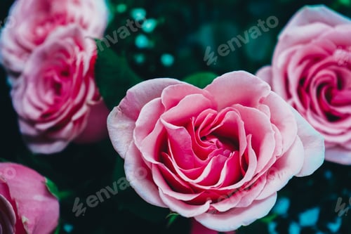 Preview: Beautiful bouquet of pink roses
