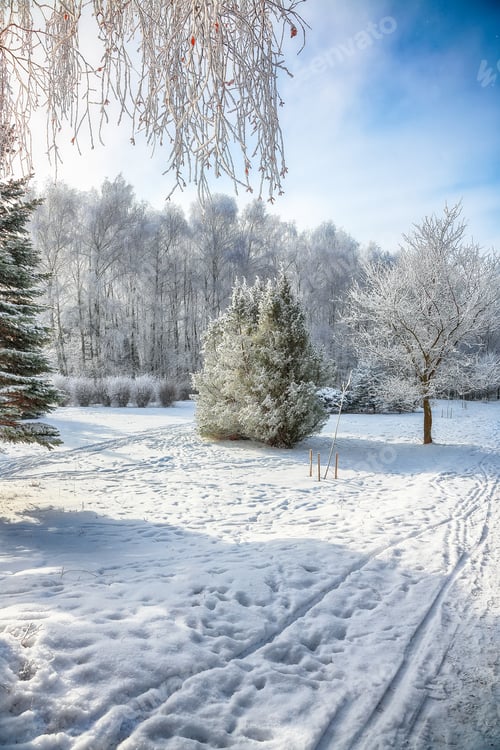 Preview: Majestic landscape with snow-covered trees in the city park.