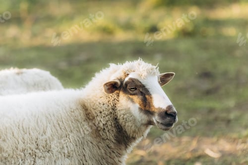 Preview: Close-Up of Curly Wool Sheep Grazing in a Peaceful Pastoral Meadow