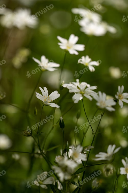 Preview: Small white flowers displayed to emphasize their diminutive size