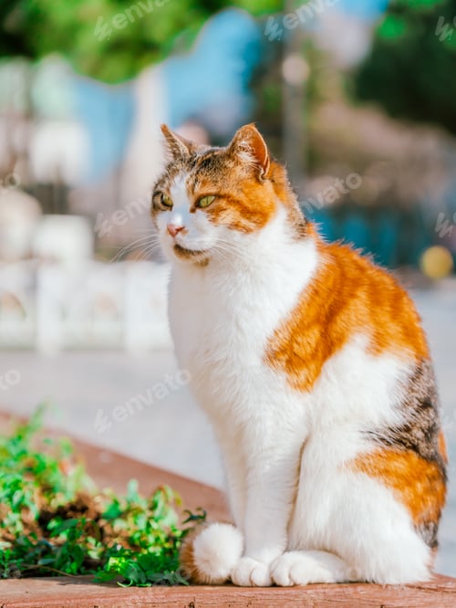 Preview: Portrait of a red-white cat, Istanbul, Turkey