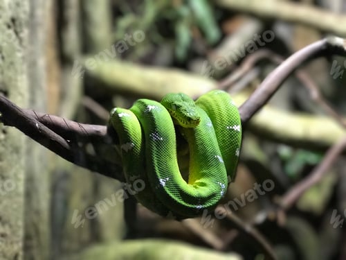 Preview: Green tree boa hanging from a branch
