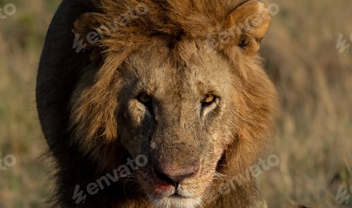 Preview: A Lion in Africa