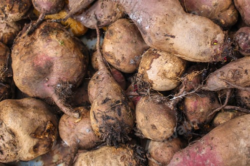 Preview: Beet Harvest Beetroot (Many Fruits Of Beets That Just Dug From The Ground) Concept. Food