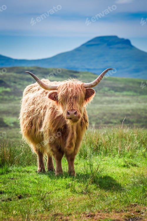 Preview: Green field and brown cow in Scotland, United Kingdom