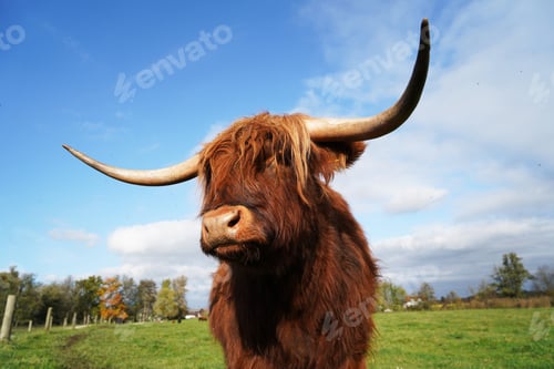 Preview: Closeup of a highland cow standing in the middle of the field on a sunny day
